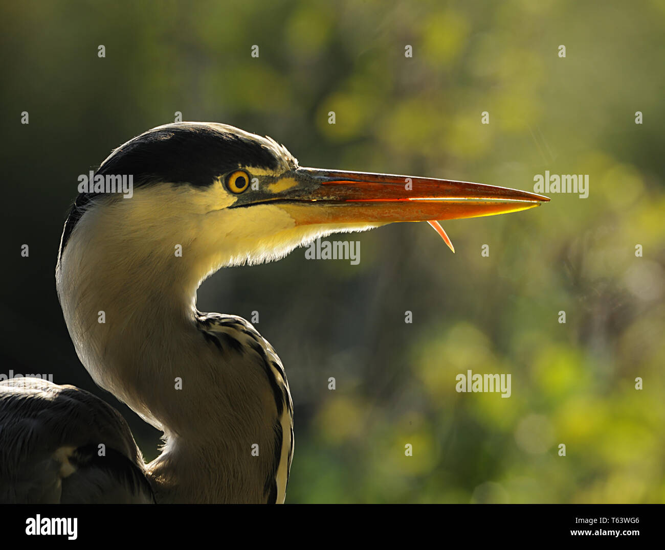 grey heron, Ardea cinerea Stock Photo