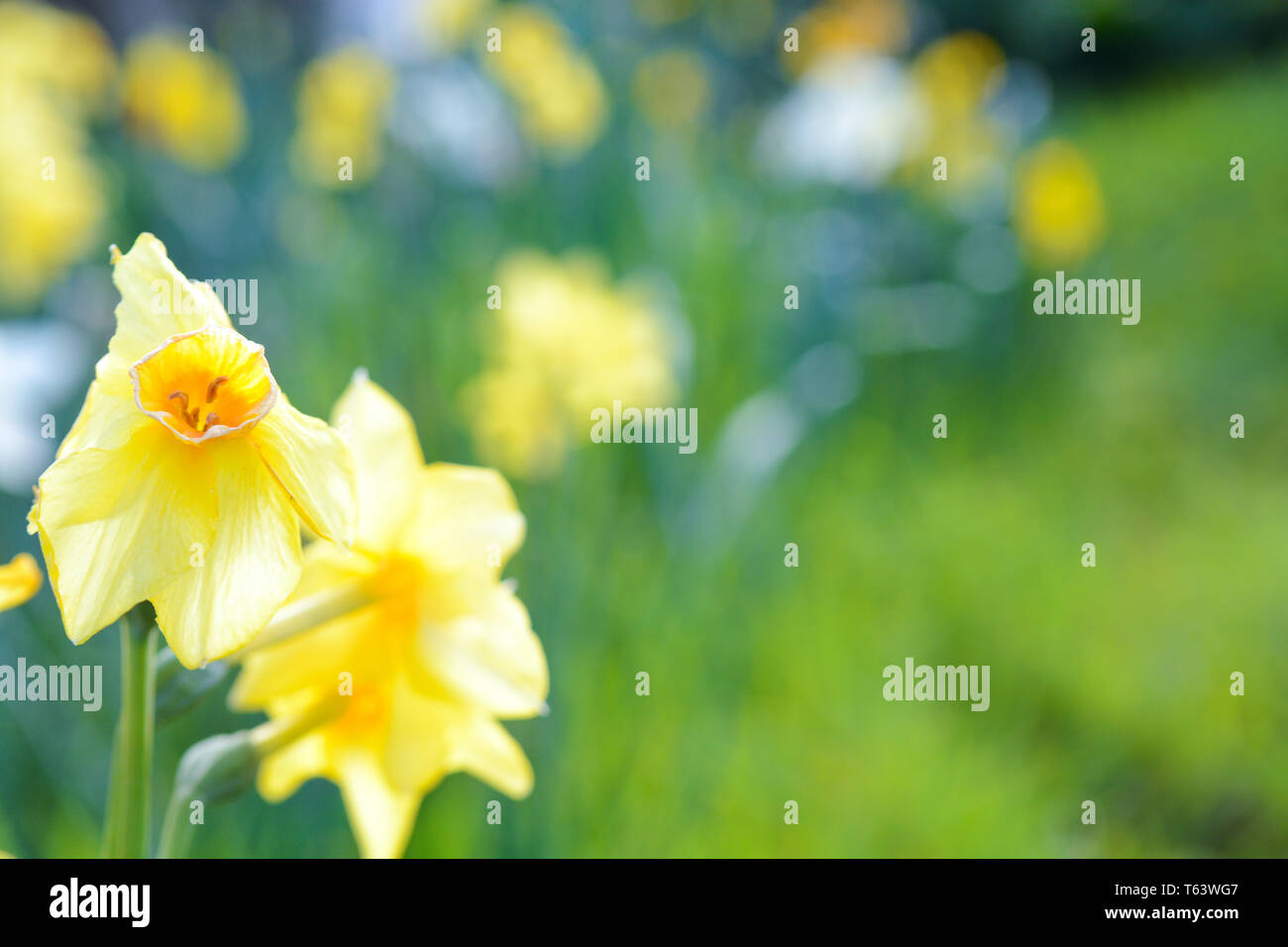 Springtime flowers growing outside with grass background Stock Photo