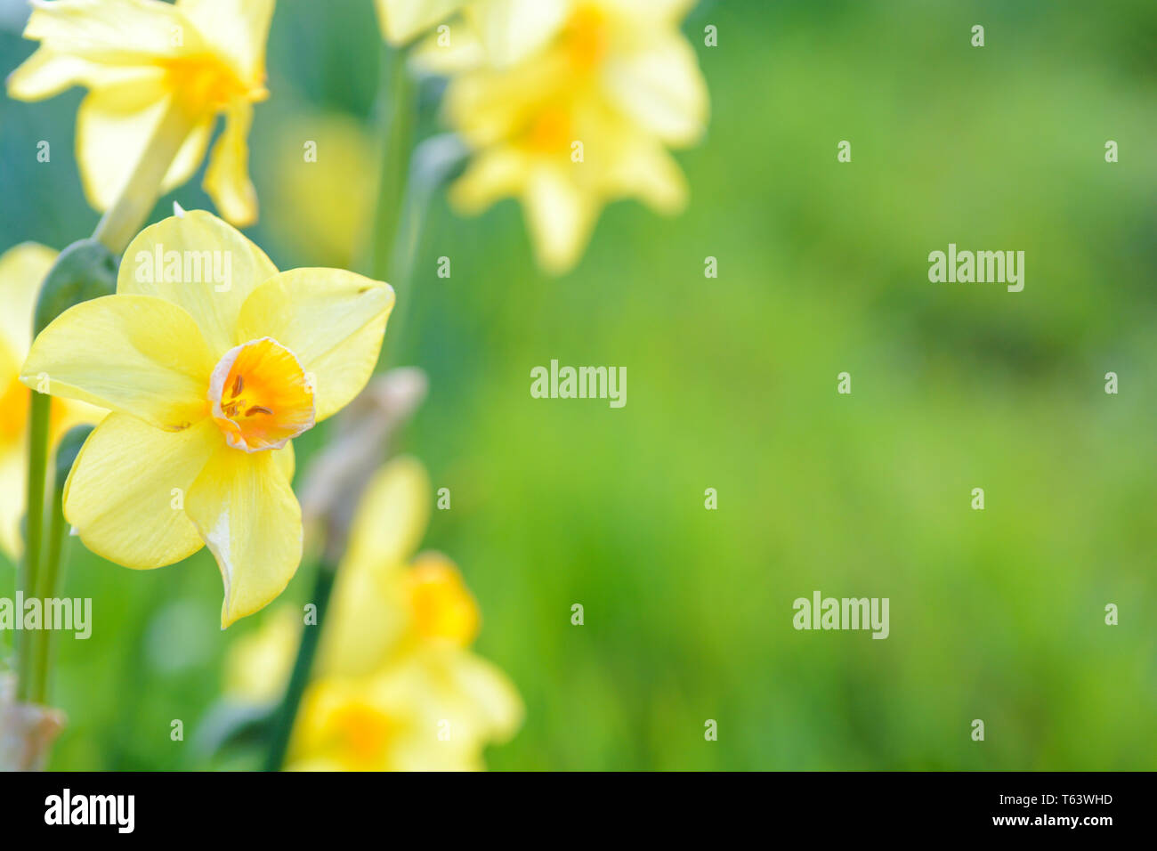 Springtime flowers growing outside with grass background Stock Photo
