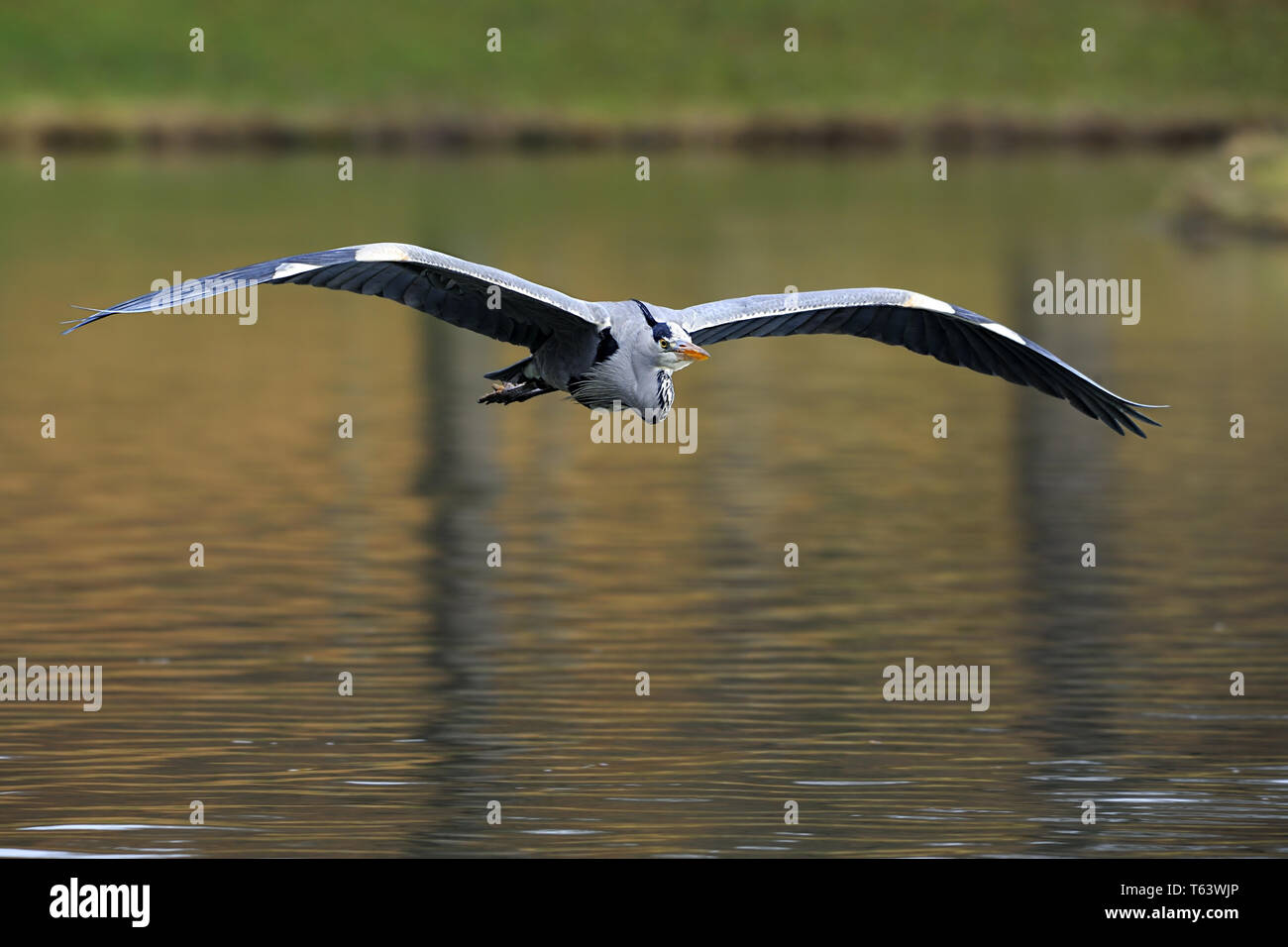 grey heron, Ardea cinerea Stock Photo