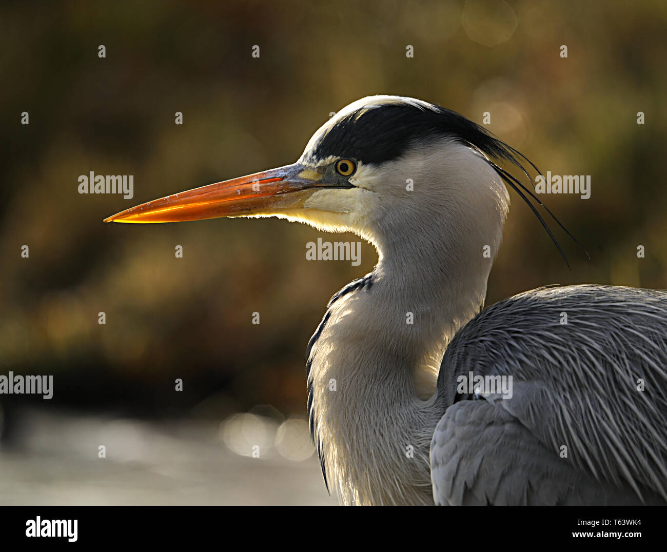 grey heron, Ardea cinerea Stock Photo