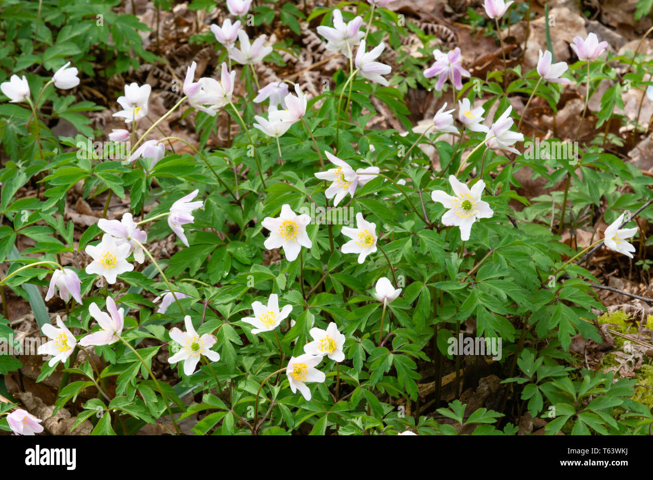 Wood Anemones, anemone nemorosa, in flower+ Stock Photo Alamy