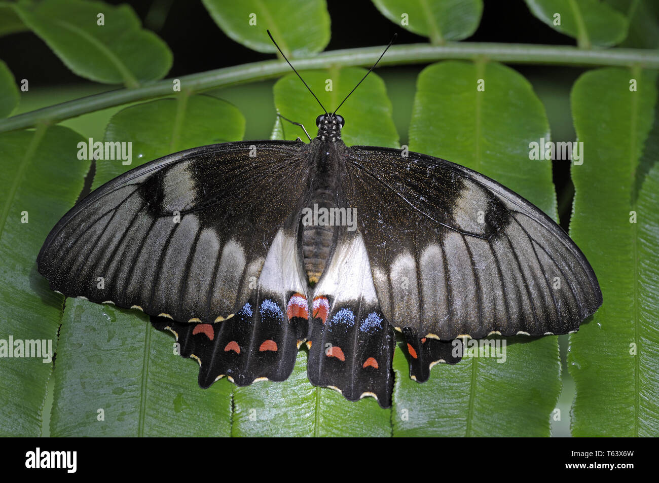 Papilio aegeus aegeus, Weibchen, Queensland, Australien Stock Photo Alamy