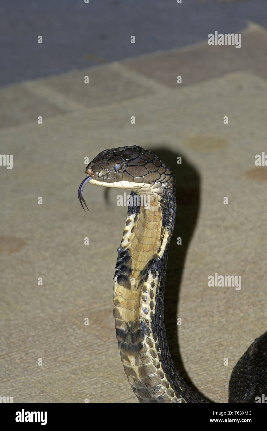 Snake Charmer with king cobra [Ophiophagus hannah] in Thailand Stock Photo