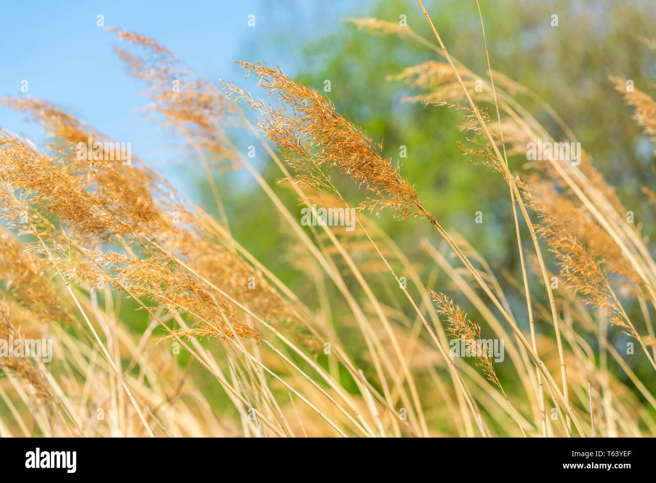 Wind Blowing Reeds Reeds blown by the wind - nature background with selective focus Stock ...