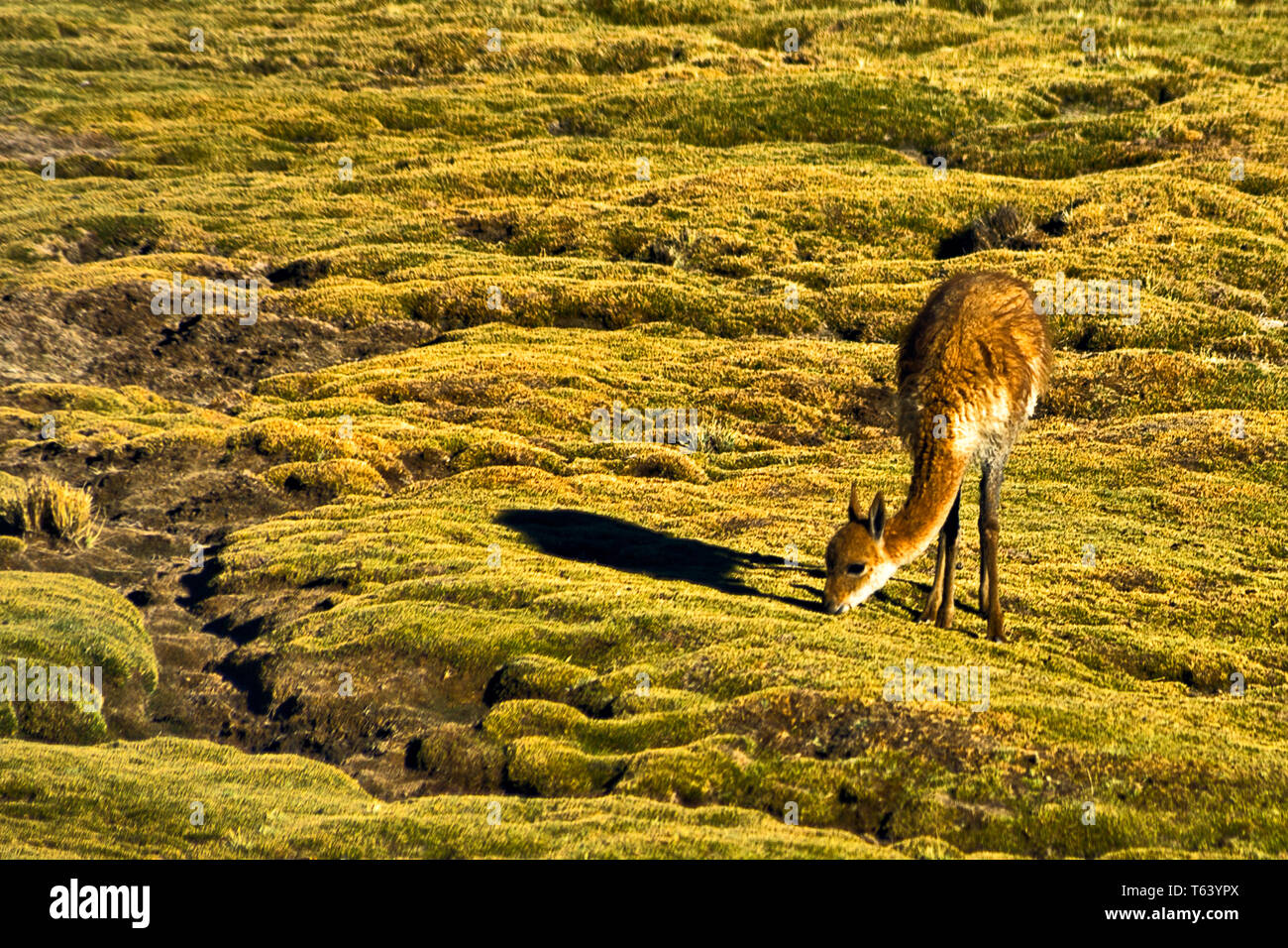 Vicuña grazing on partly frozen short vegetation derived from snow melt due to the altitude,some 4300 meteres above sea level. Stock Photo
