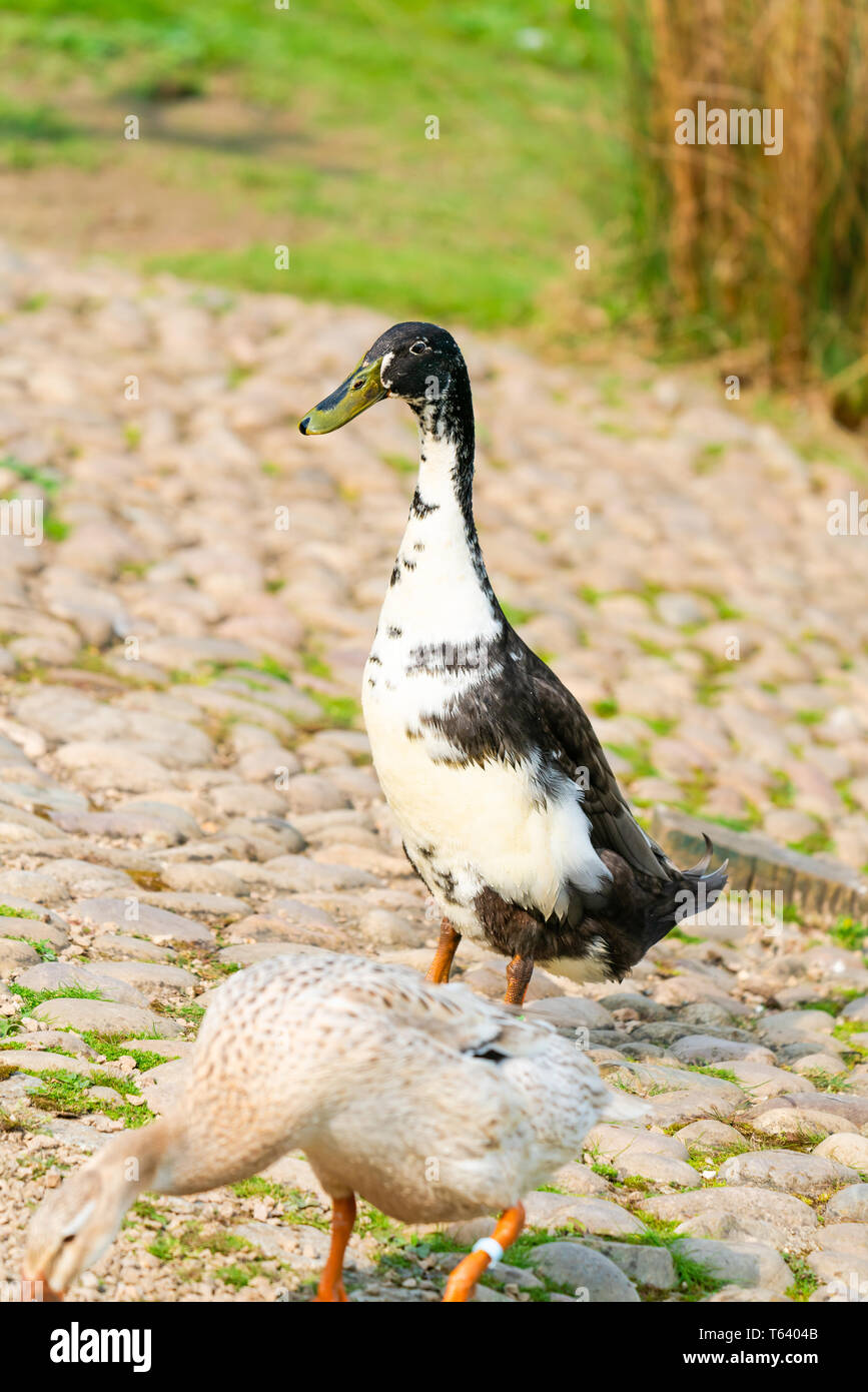 Pond Runner Duck High Resolution Stock Photography and Images Alamy