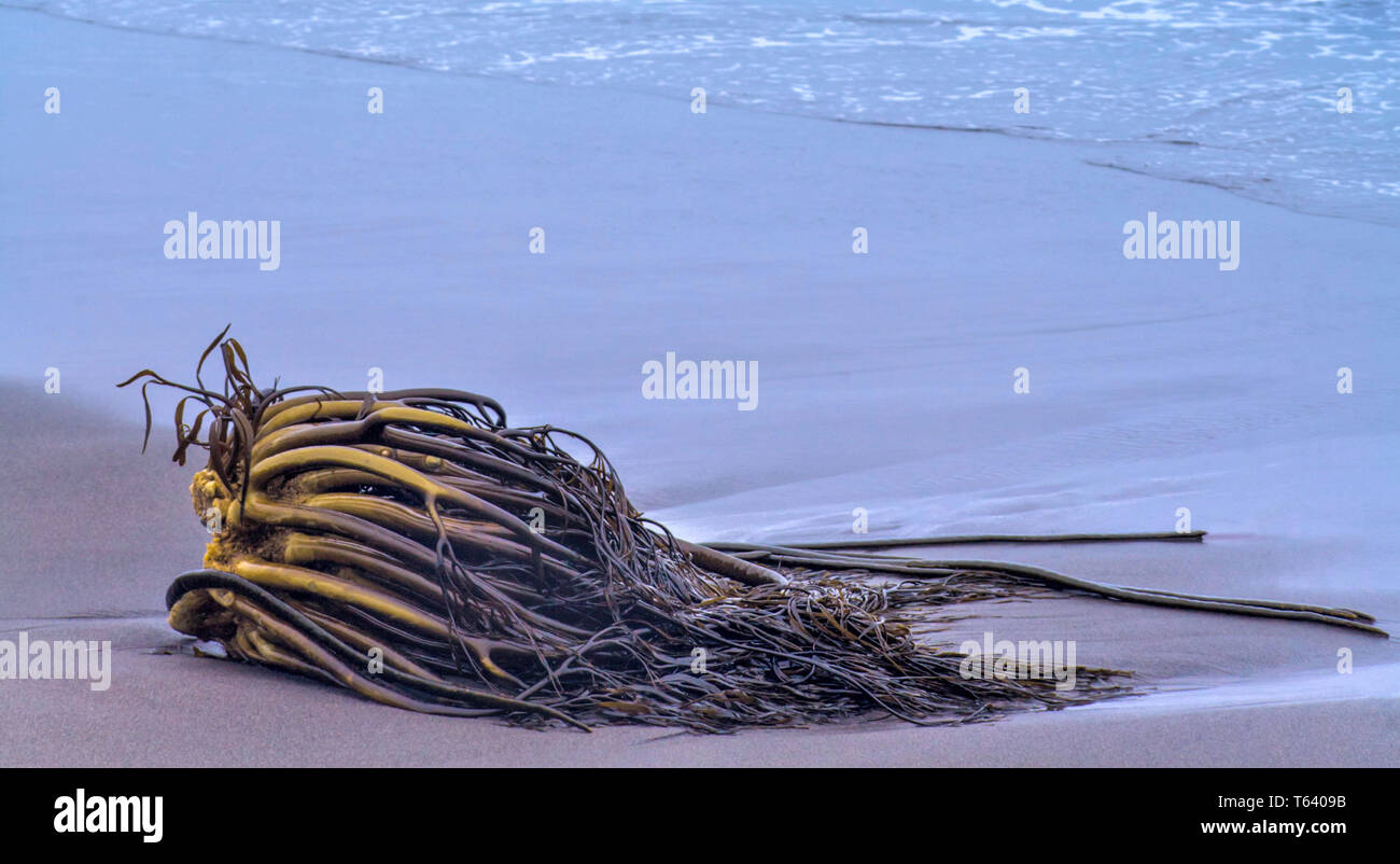 Kelp(macrocystis spp.) holdfast washed up on a beach in Chile. Stock Photo