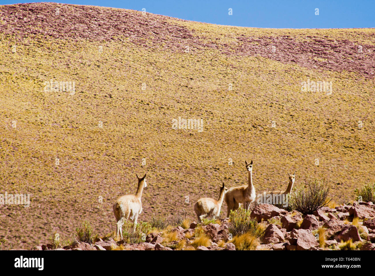 Guanacos  (Lama guanicoe) in the Atacama desert ,Norte grande of Northern Chile. Stock Photo