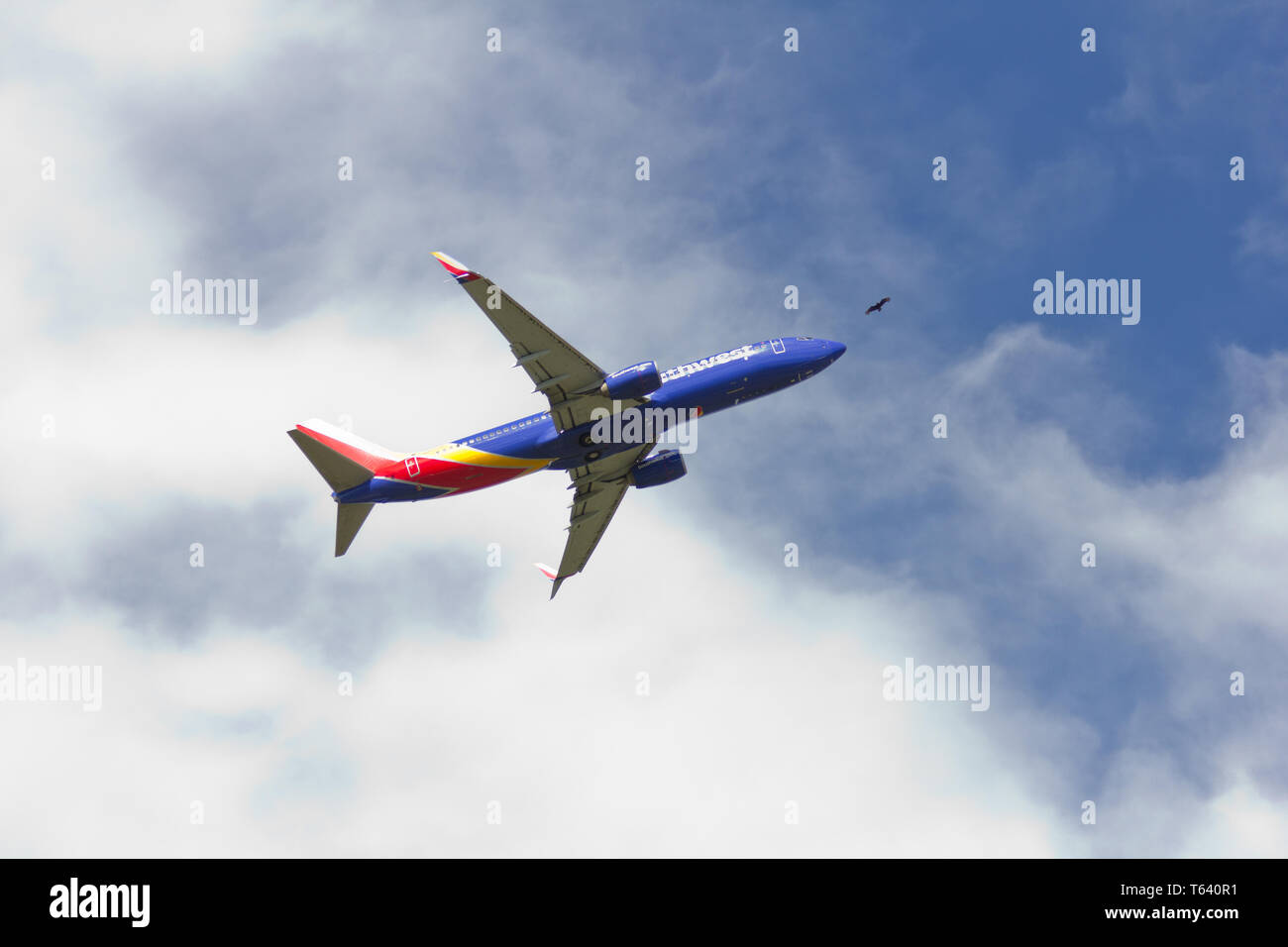 Southwest Airlines Flight Number WN4266 (Tail Number N8656B) taking off from Baltimore/Washington International Thurgood Marshall Airport (BWI) on 20 April 2019, as viewed from Glen Burnie, Maryland; its nose looking to be headed straight toward a soaring bird, possibly a turkey vulture. The plane, scheduled to depart for Las Vegas, Nevada at 3:45 P.M. EDT, is pictured at 3:48 P.M. EDT, against blue sky and fair weather cumulus clouds. Per the U.S. Federal Aviation Administration, there have been four 'wildlife strikes' this year between birds and airplanes/aeroplanes at BWI as of 28 February. Stock Photo