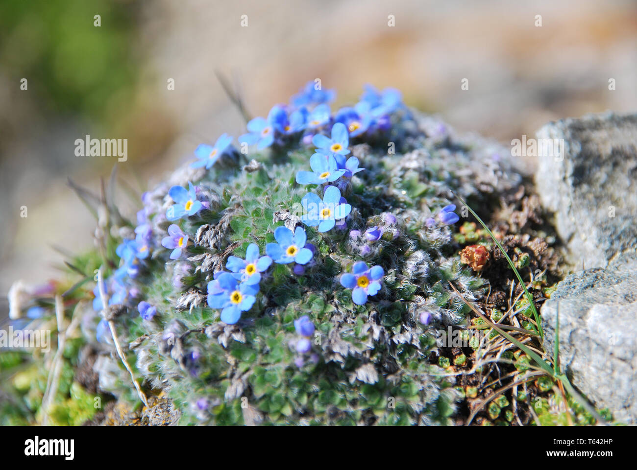 Eritrichium nanum,  arctic alpine forget-me-not, king-of-the-Alps, Himmelsherold, found high up in the austrian alps Stock Photo
