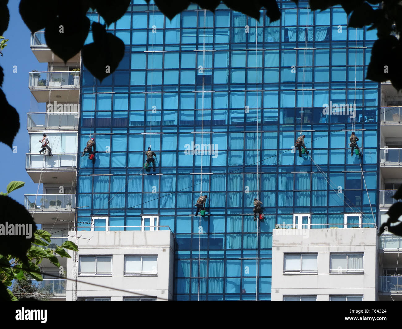 window cleaning on a high rise, dangerous job hanging on a rope vertically Stock Photo Alamy
