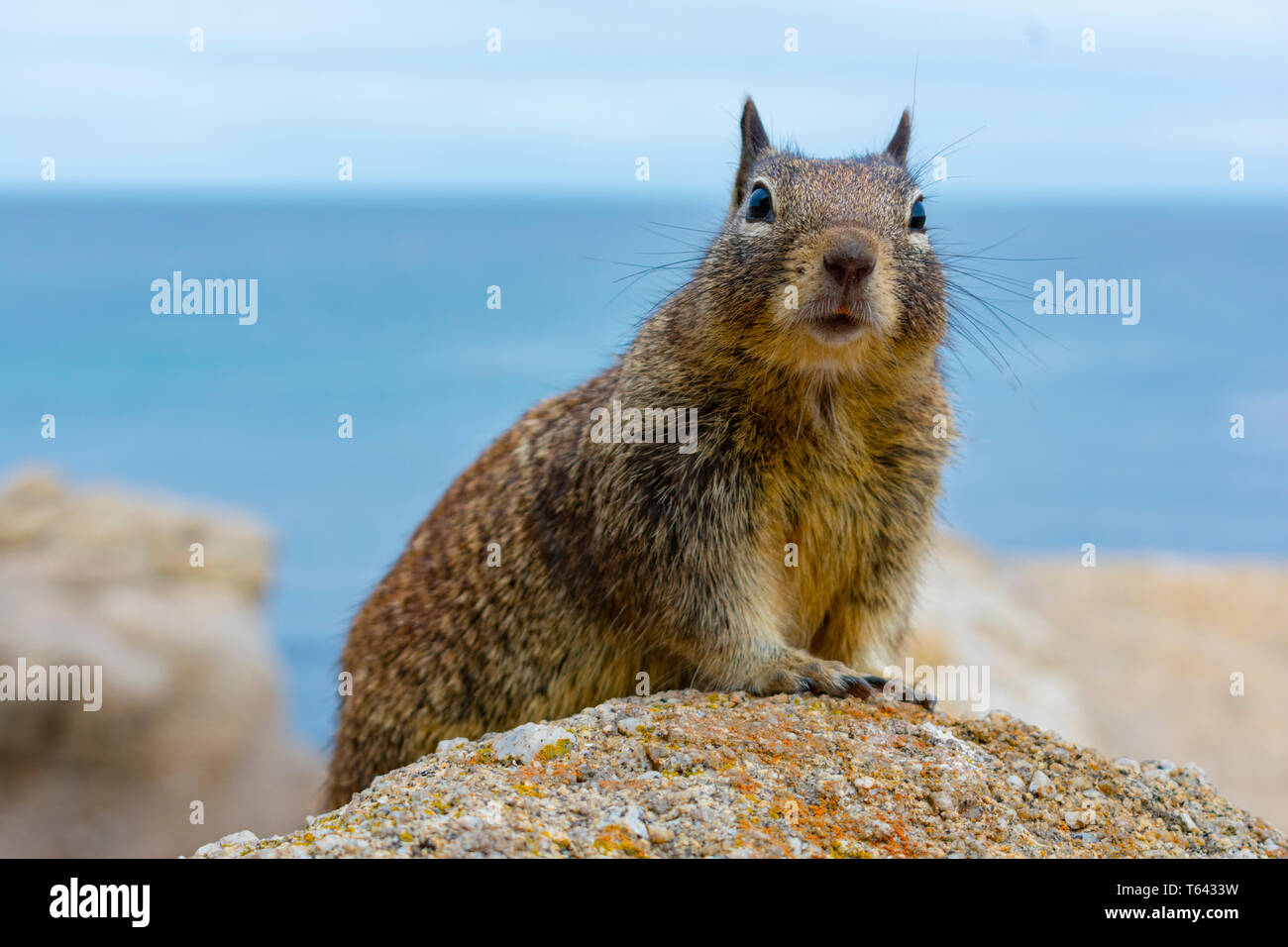 Surprised ground squirrel on colorful coastal rocks with blue ocean water in background. Stock Photo