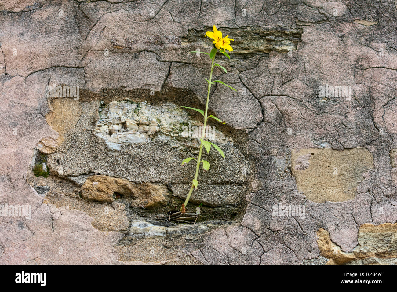 Yellow flower growing on crack grunge wall. Yellow beautiful flower on tall green stem sprout up on old cracked wall. Symbol of strength and hope. Stock Photo