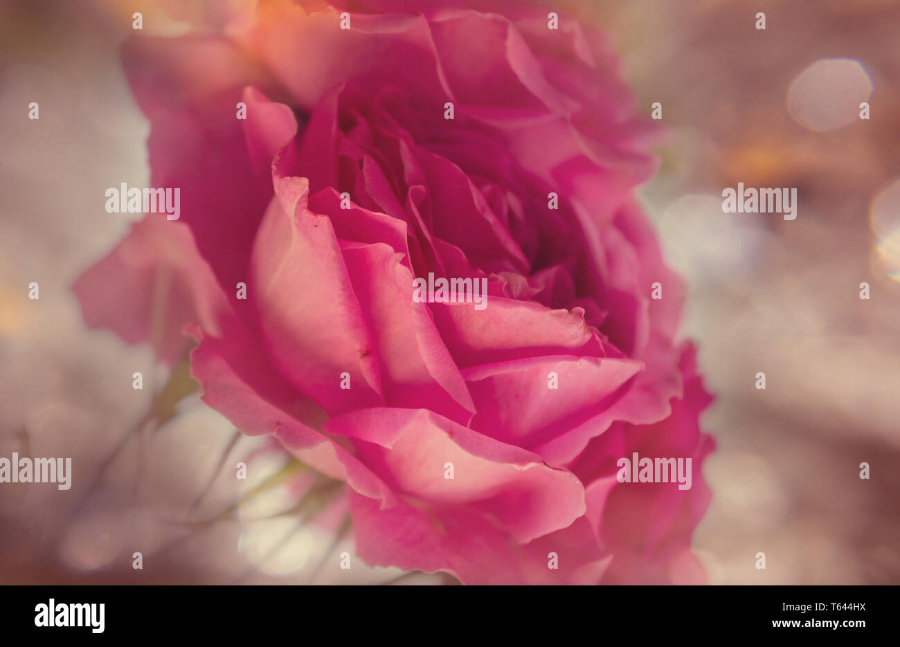 Pink Rose, beautiful nature background Stock Photo - Alamy