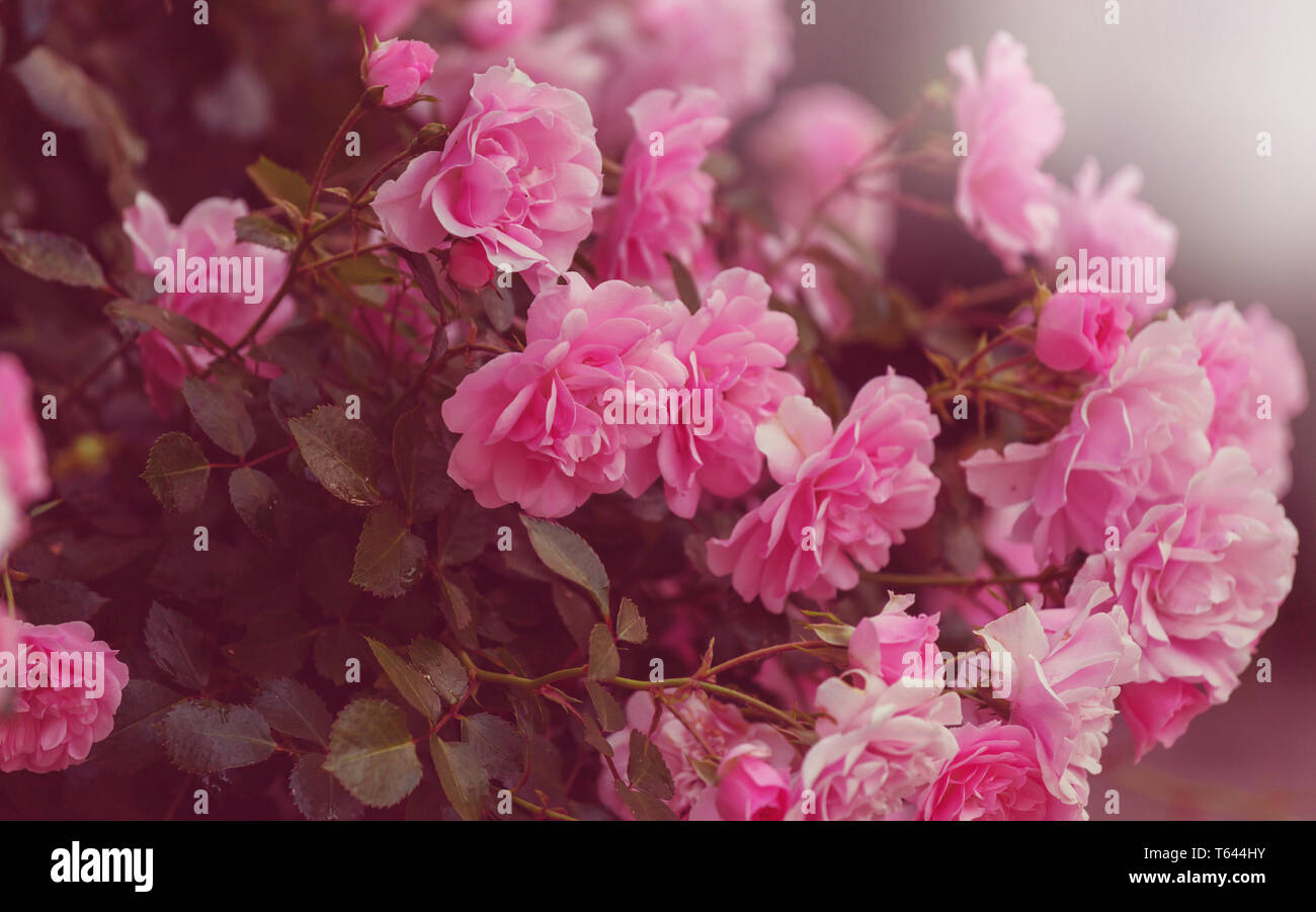 Pink Rose, beautiful nature background Stock Photo - Alamy
