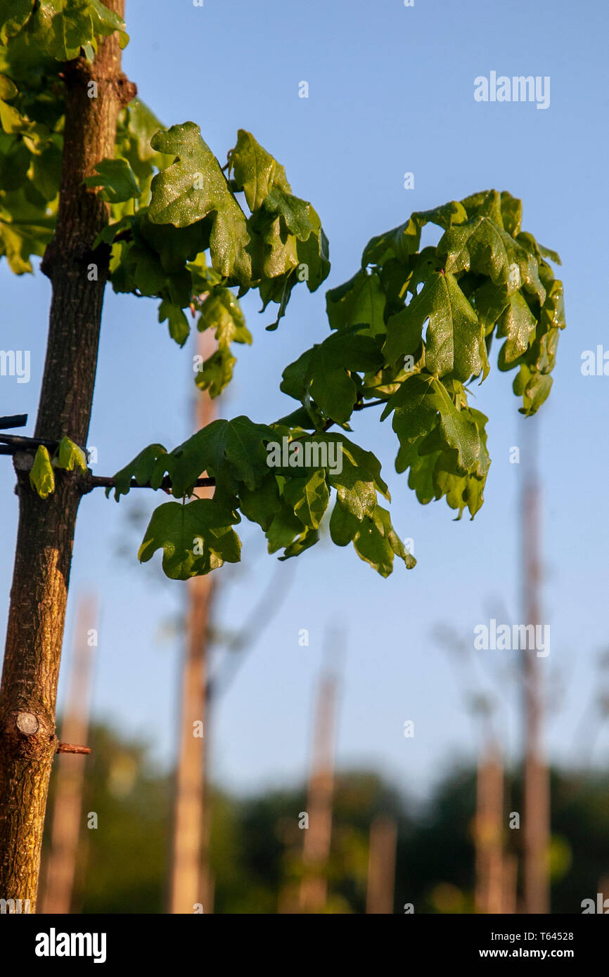 Acer Campestre Elsrijk,  Dutch field maple. Deciduous. A cultivated form of native field maple, but with a dense narrow upright conical growth habit. Stock Photo