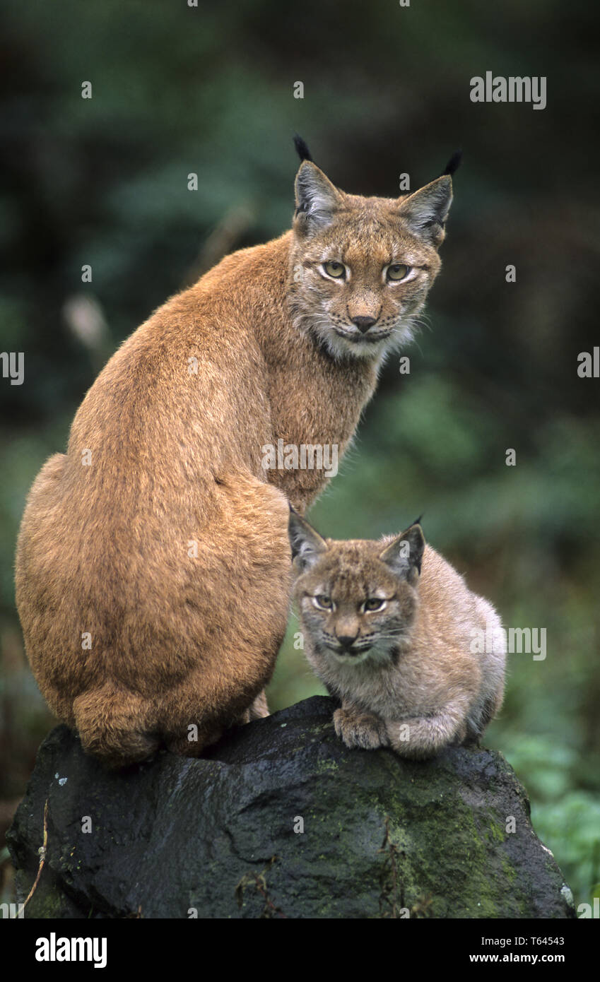 Felis Lynx, European Lynx, Bavarian National Park, Germany Stock Photo