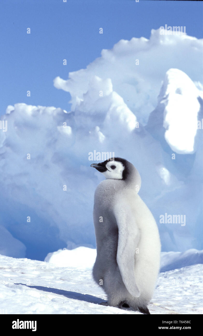 Emperor penguin, Kaiserpinguin, Aptenodytes forsteri, Antarktis ...