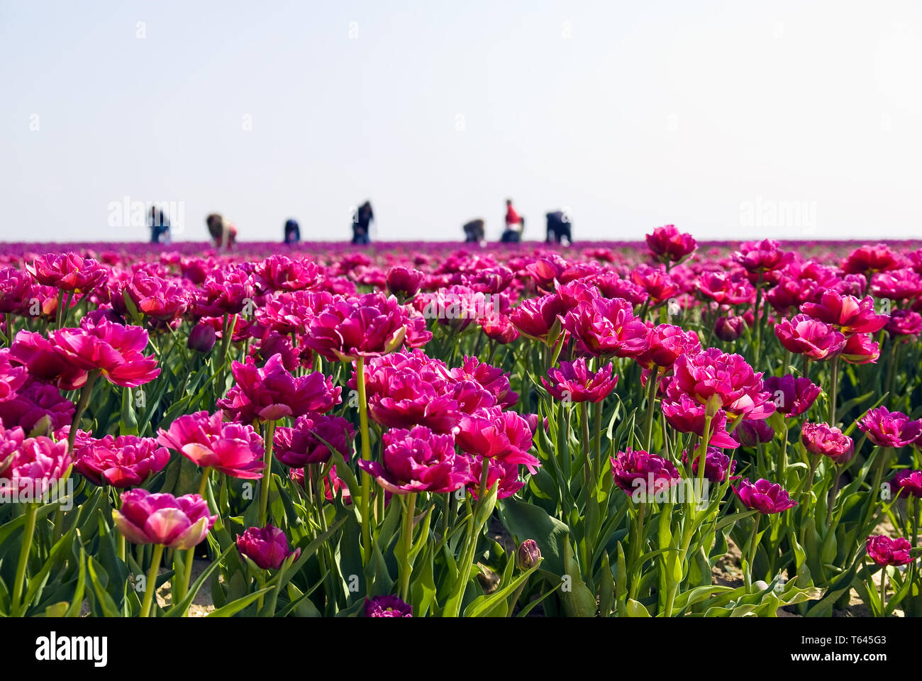 Tulip blooming season in the Netherlands, Europe Stock Photo Alamy