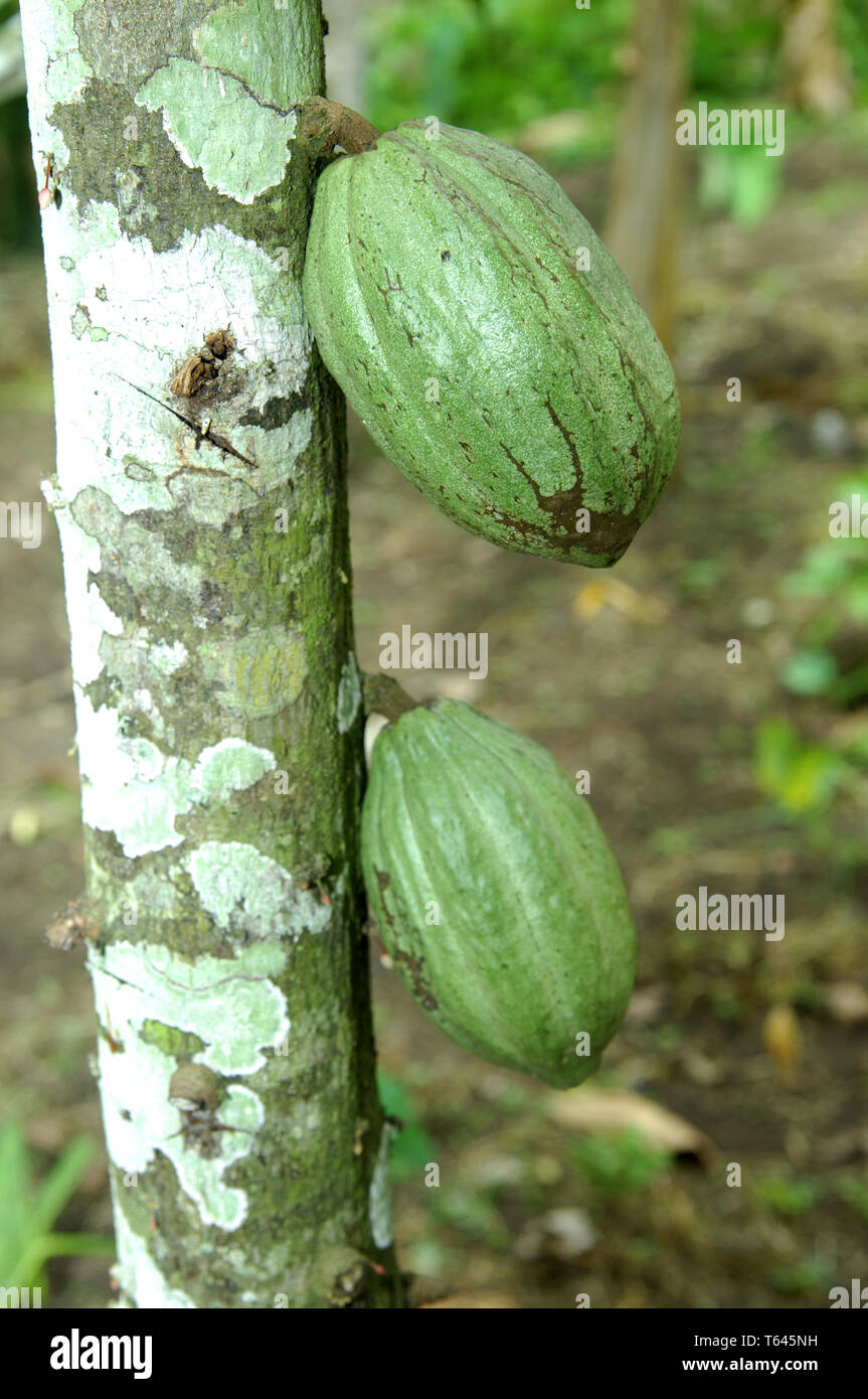 cacao plantation with cocoa fruits, West Africa, Ghana Stock Photo Alamy