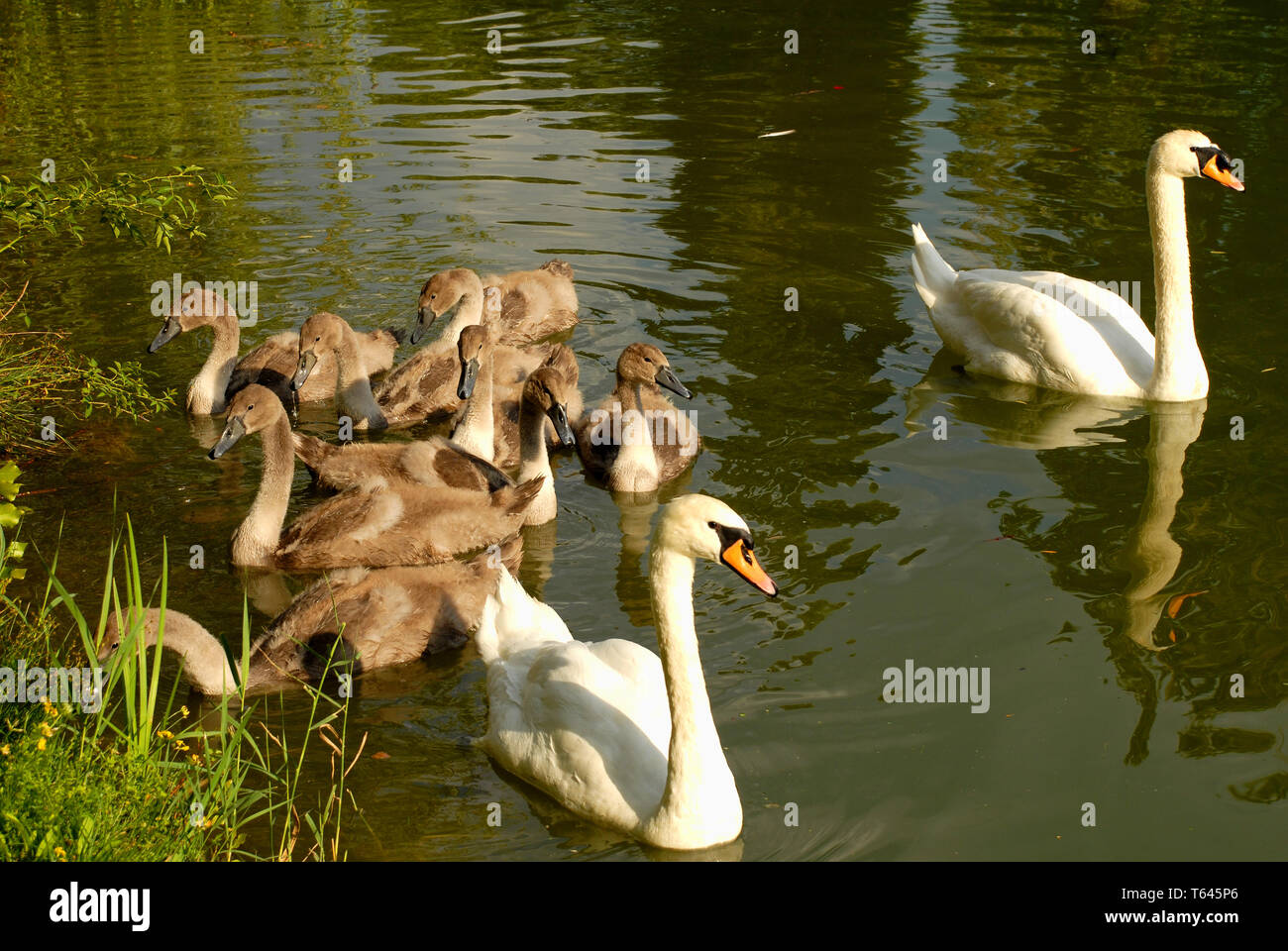 Mute Swan or White Swan, Cygnus olor, Germany Stock Photo