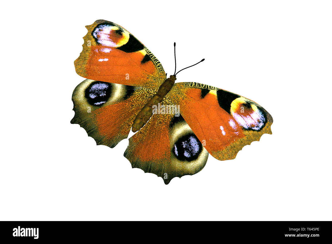 Schgmetterling hi-res stock photography and images - Alamy