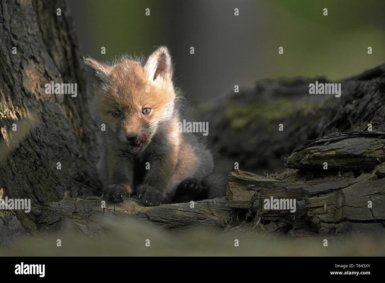 European Red Fox, Germany Stock Photo - Alamy
