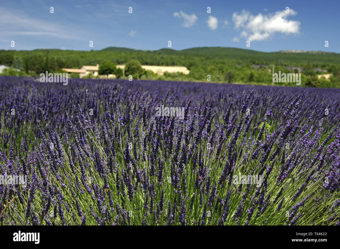 Lavender plant, Lavandula angustifolia Stock Photo