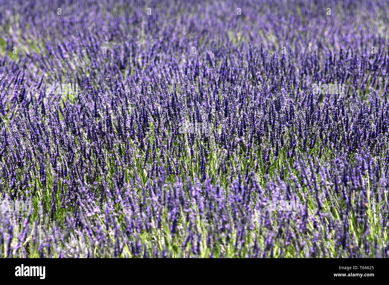 Lavender plant, Lavandula angustifolia Stock Photo