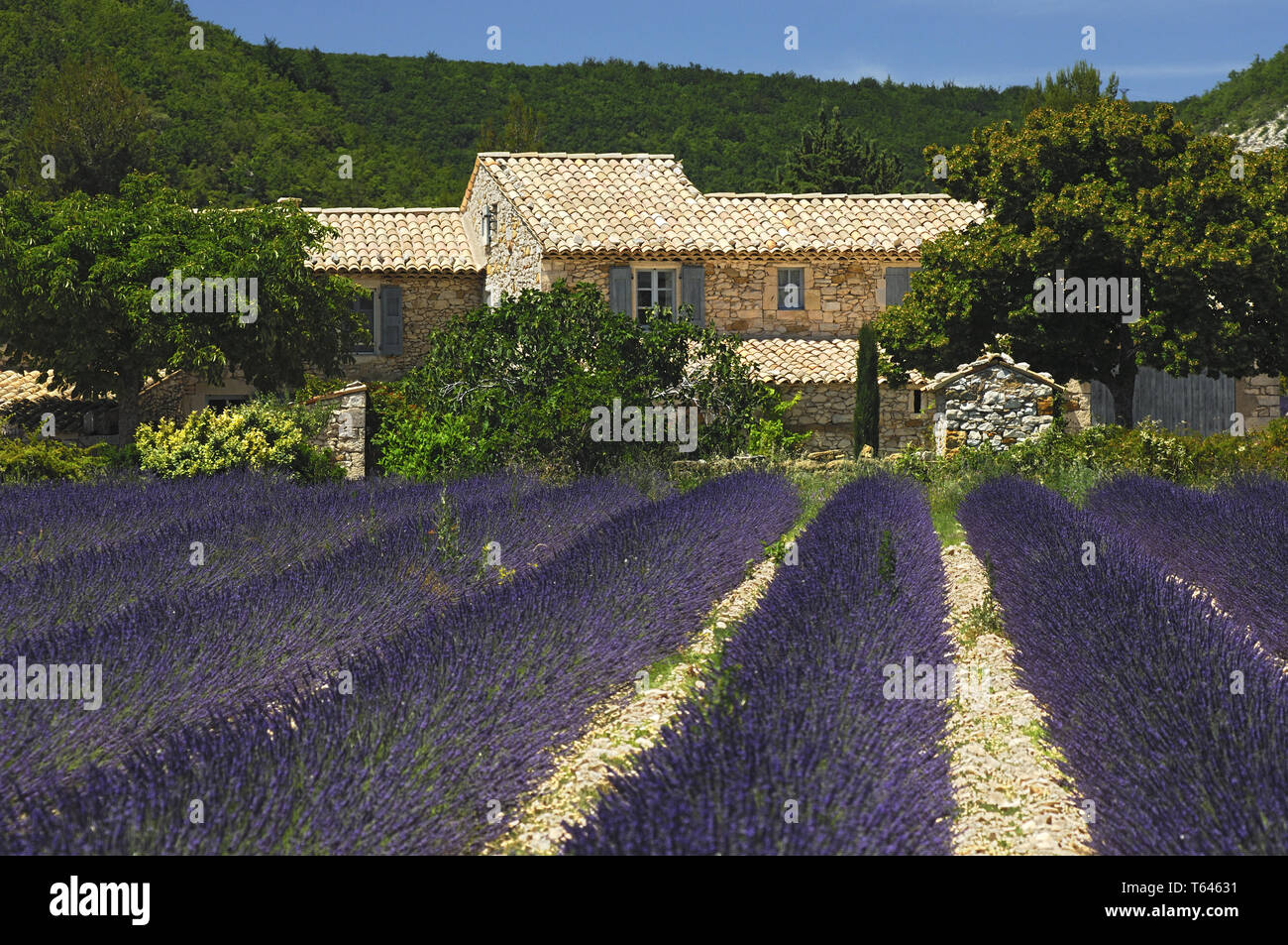 Lavender field, Provence, France, Europe Stock Photo