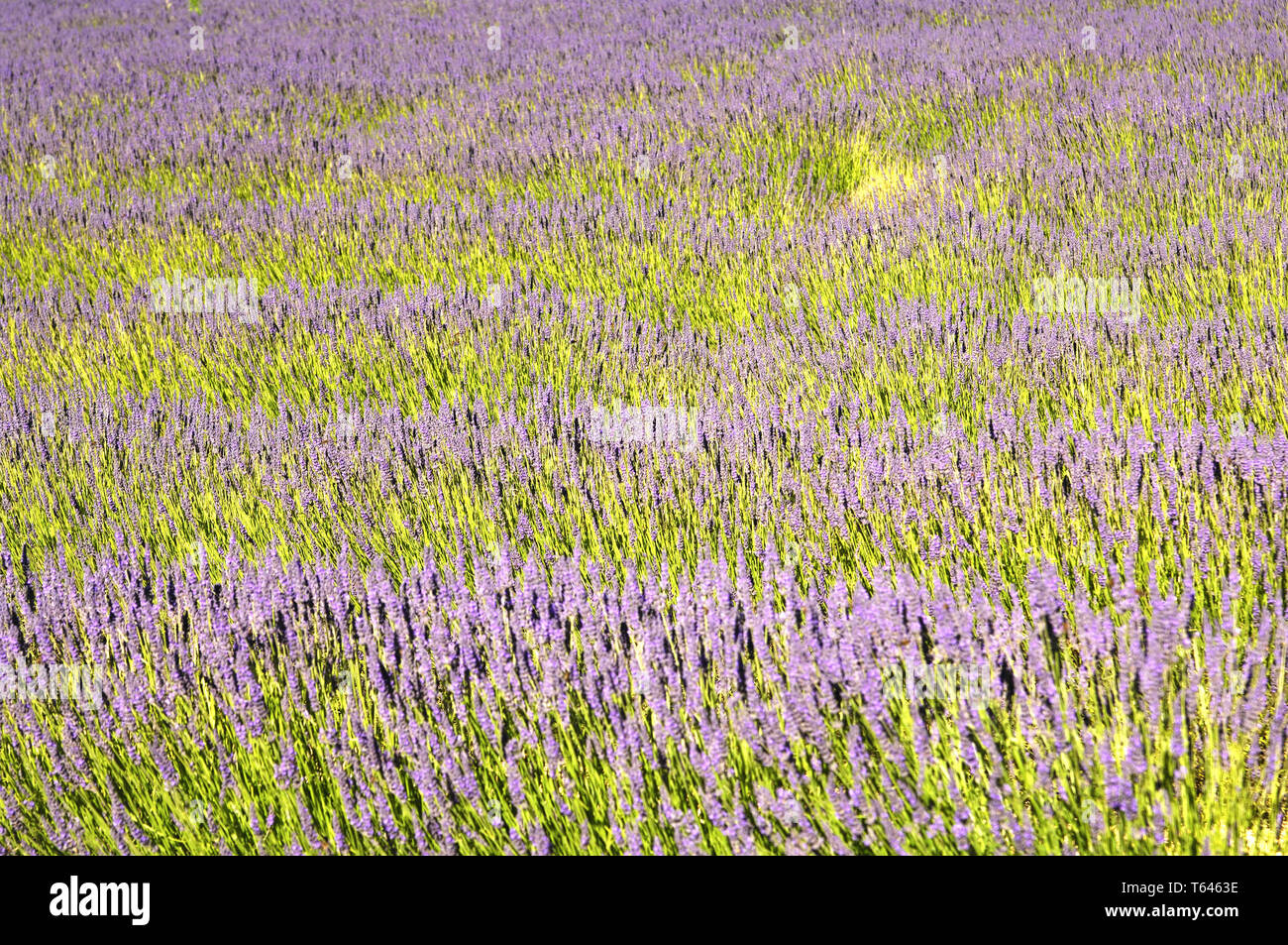 Lavender field, Provence, France, Europe Stock Photo