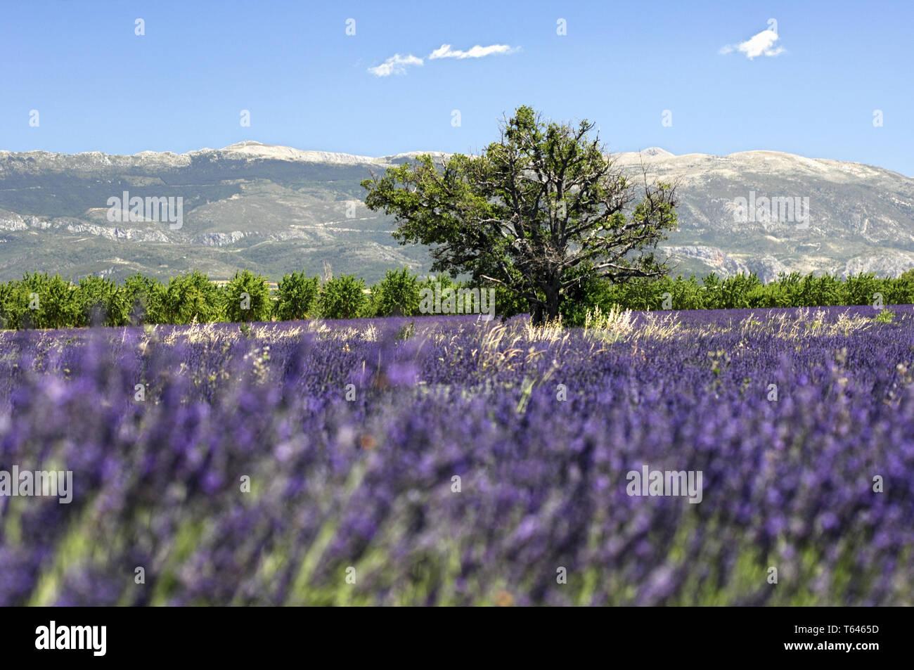 Lavender field, Provence, France, Europe Stock Photo