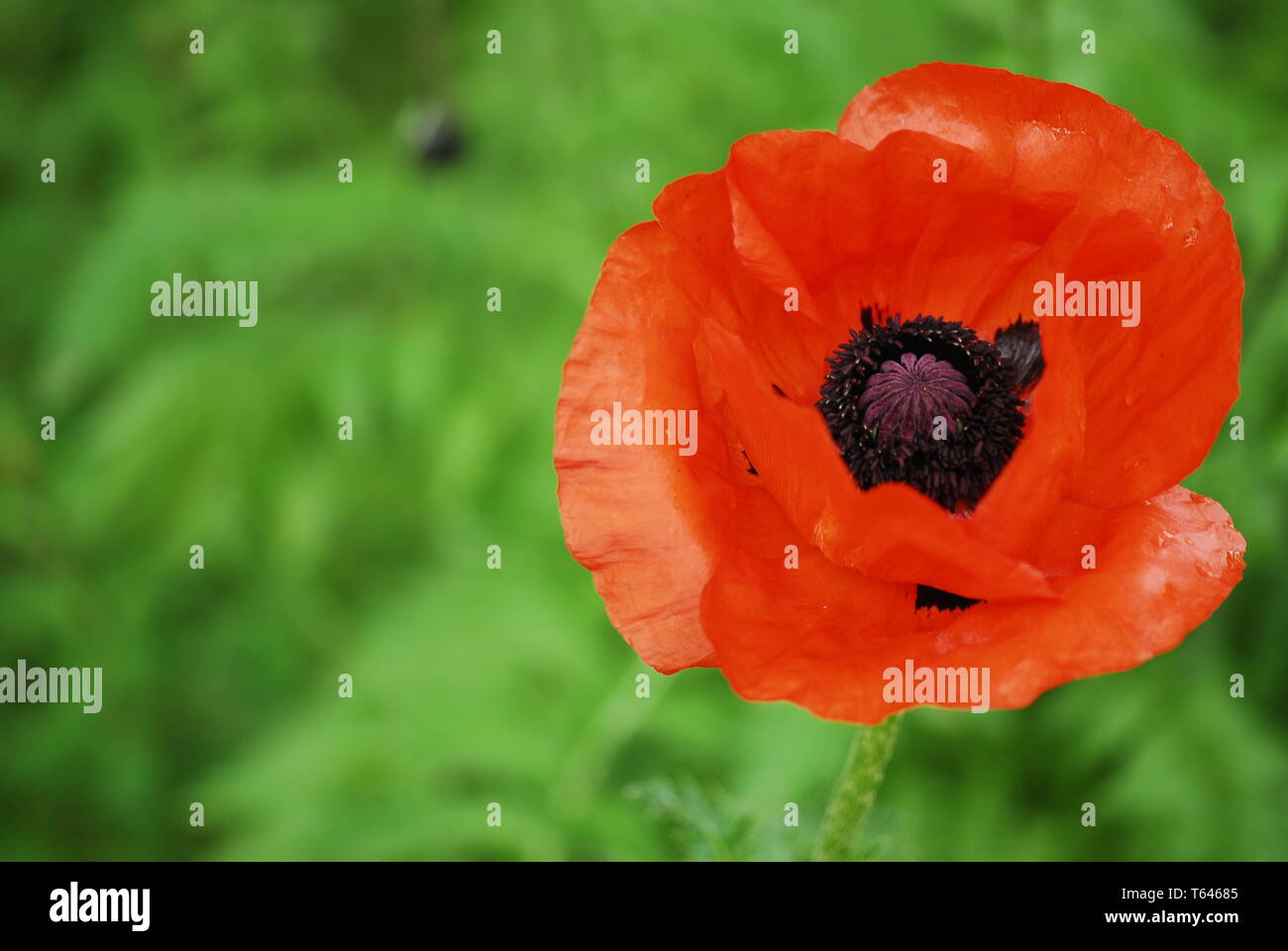 corn poppy or headwark, Papaver rhoeas Stock Photo Alamy