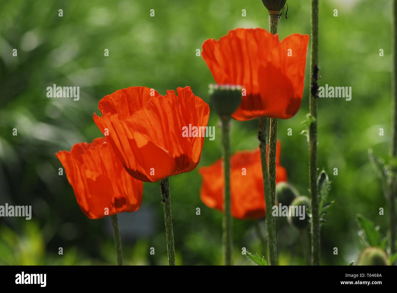 corn poppy or headwark, Papaver rhoeas Stock Photo Alamy