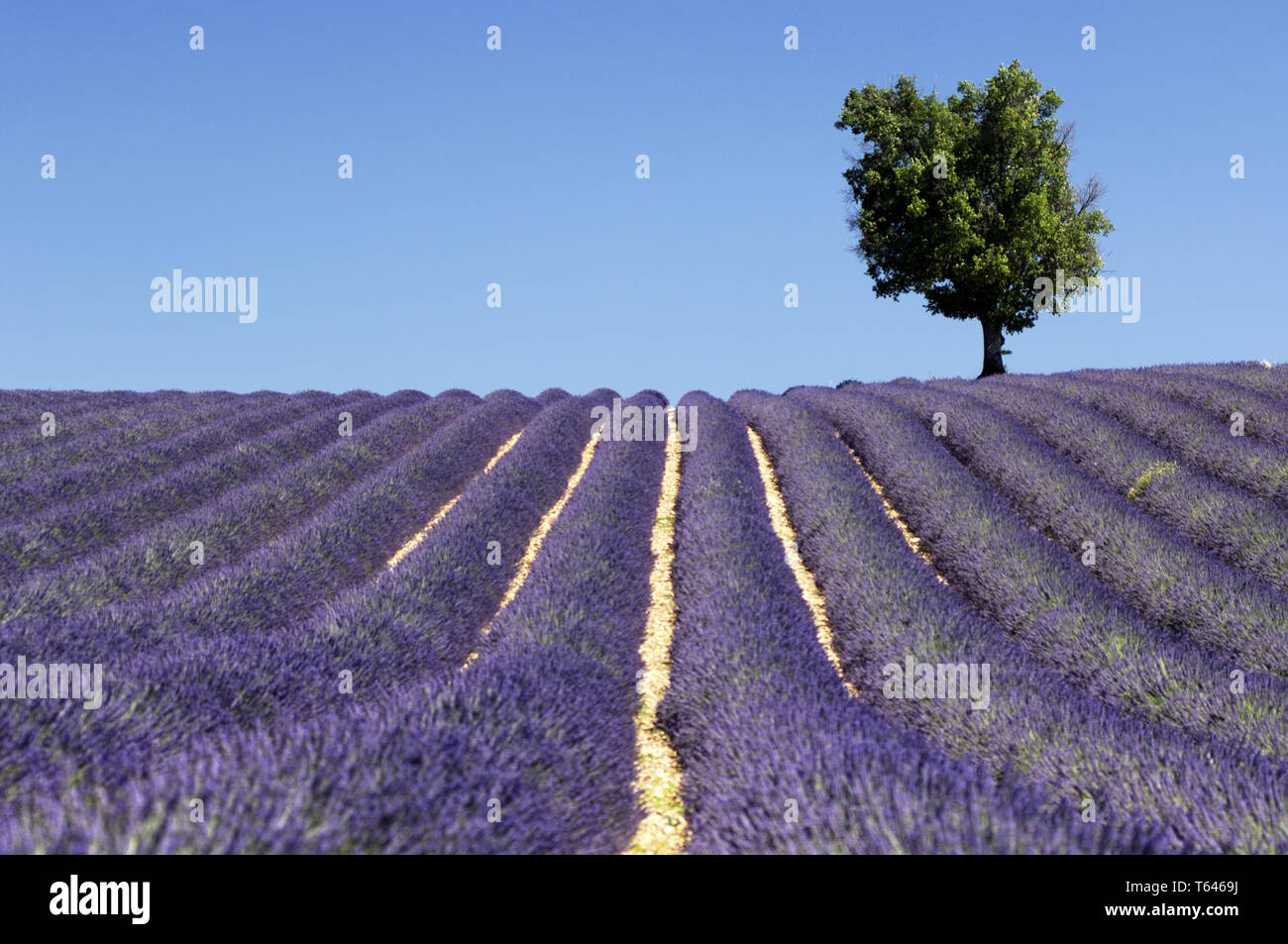 Lavender field, Provence, France, Europe Stock Photo