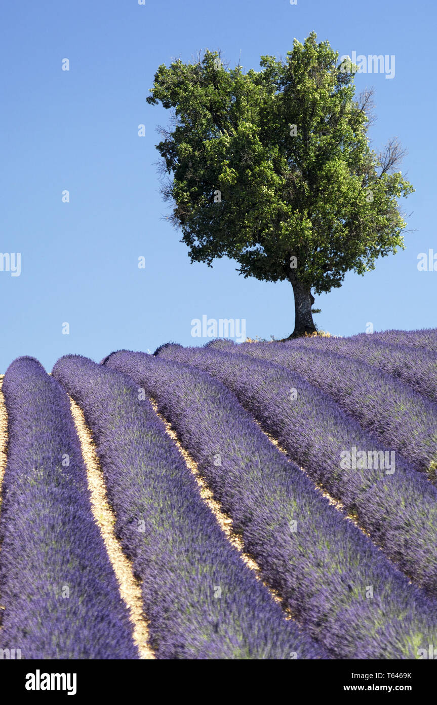 Lavender field, Provence, France, Europe Stock Photo