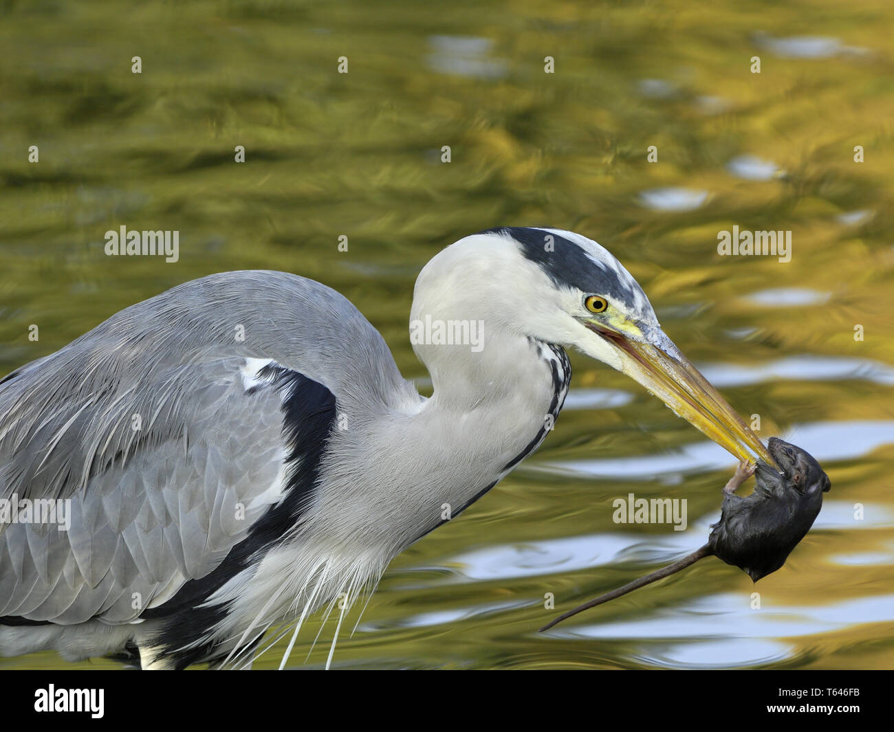 grey heron, Ardea cinerea Stock Photo