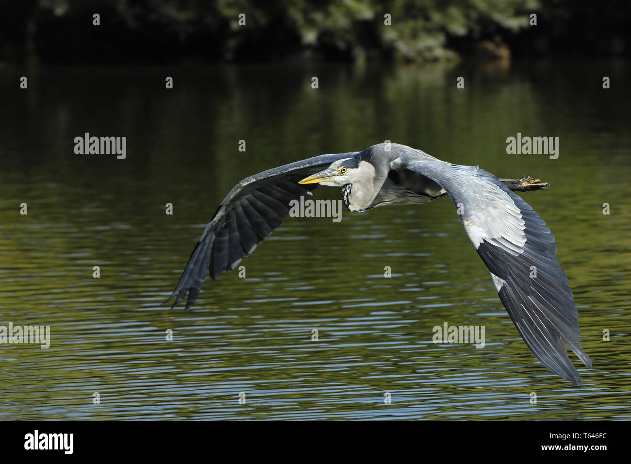 grey heron, Ardea cinerea Stock Photo