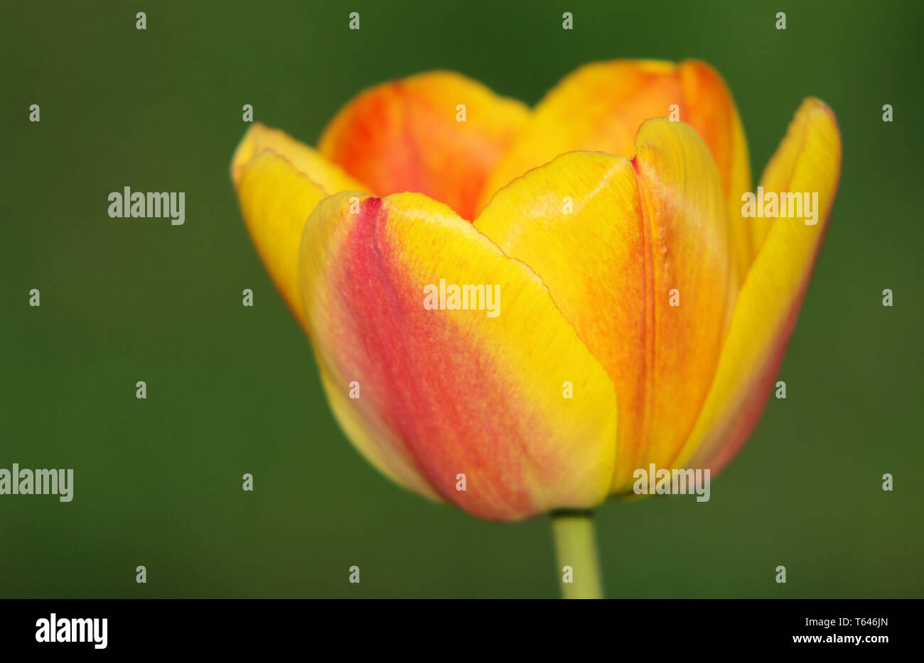 Tulip blooming season in the Netherlands, Europe Stock Photo Alamy
