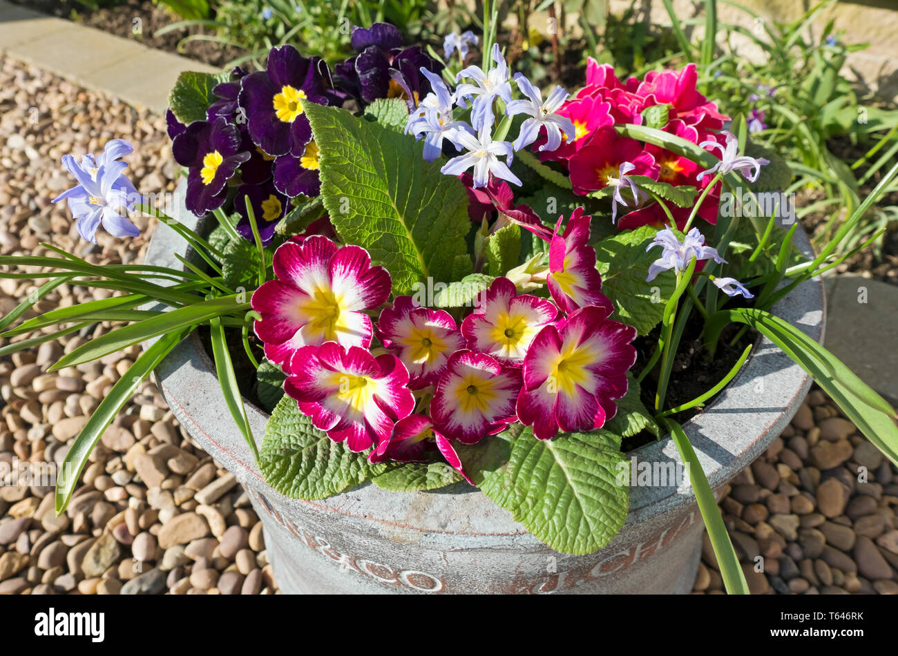 Close up of primulas and Chionodoxa lucilia flowers plants growing in a garden pot in spring England UK United Kingdom GB Great Britain Stock Photo