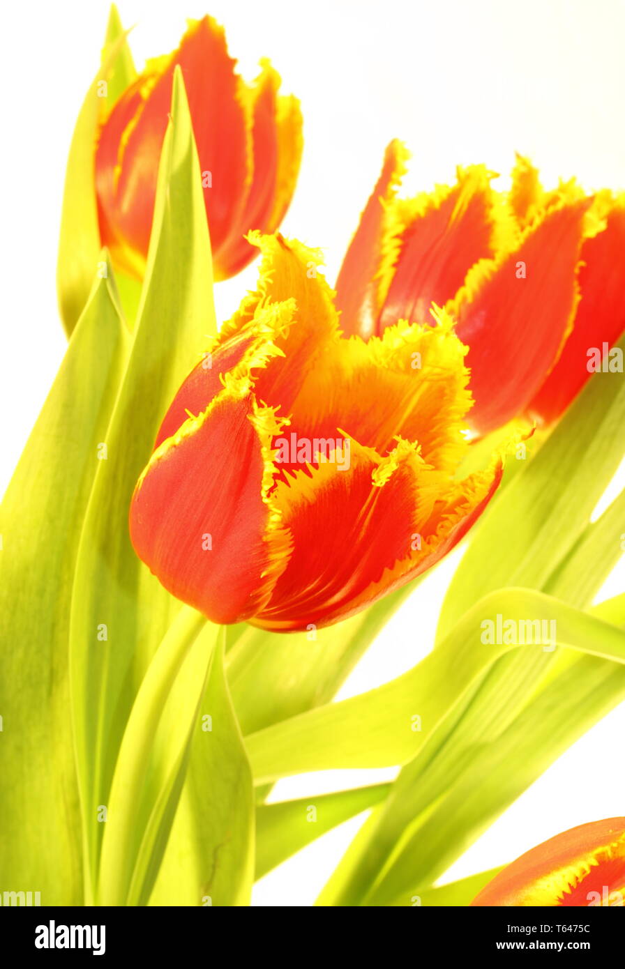 Tulip blooming season in the Netherlands, Europe Stock Photo Alamy