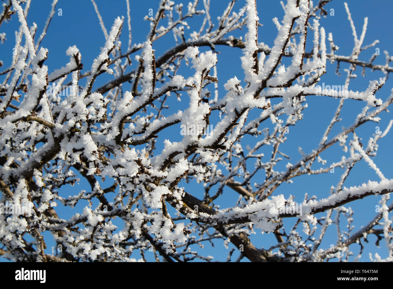 winter snow branches of tree on a blue sky Stock Photo - Alamy