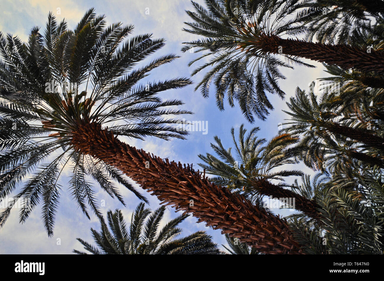 Dates fruit plantation Stock Photo Alamy