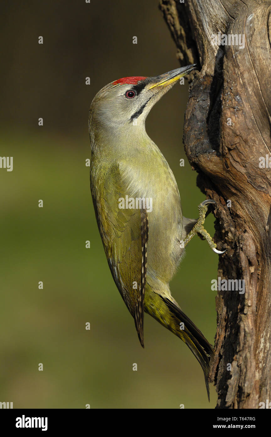 grey woodpecker [Picus canus] Stock Photo