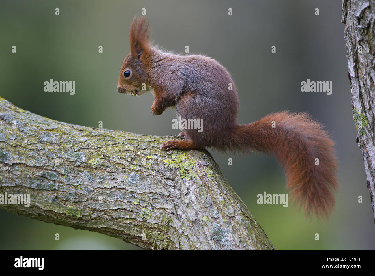 European Red squirrel, sciuridae Stock Photo