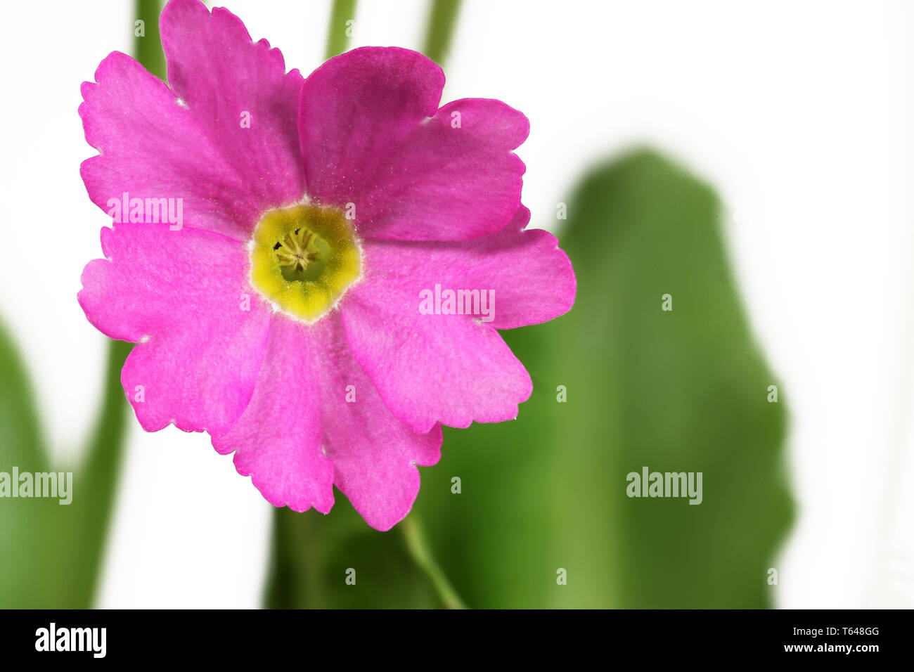 marsh primrose or moonlight primerose [Primula alpicola] Stock Photo