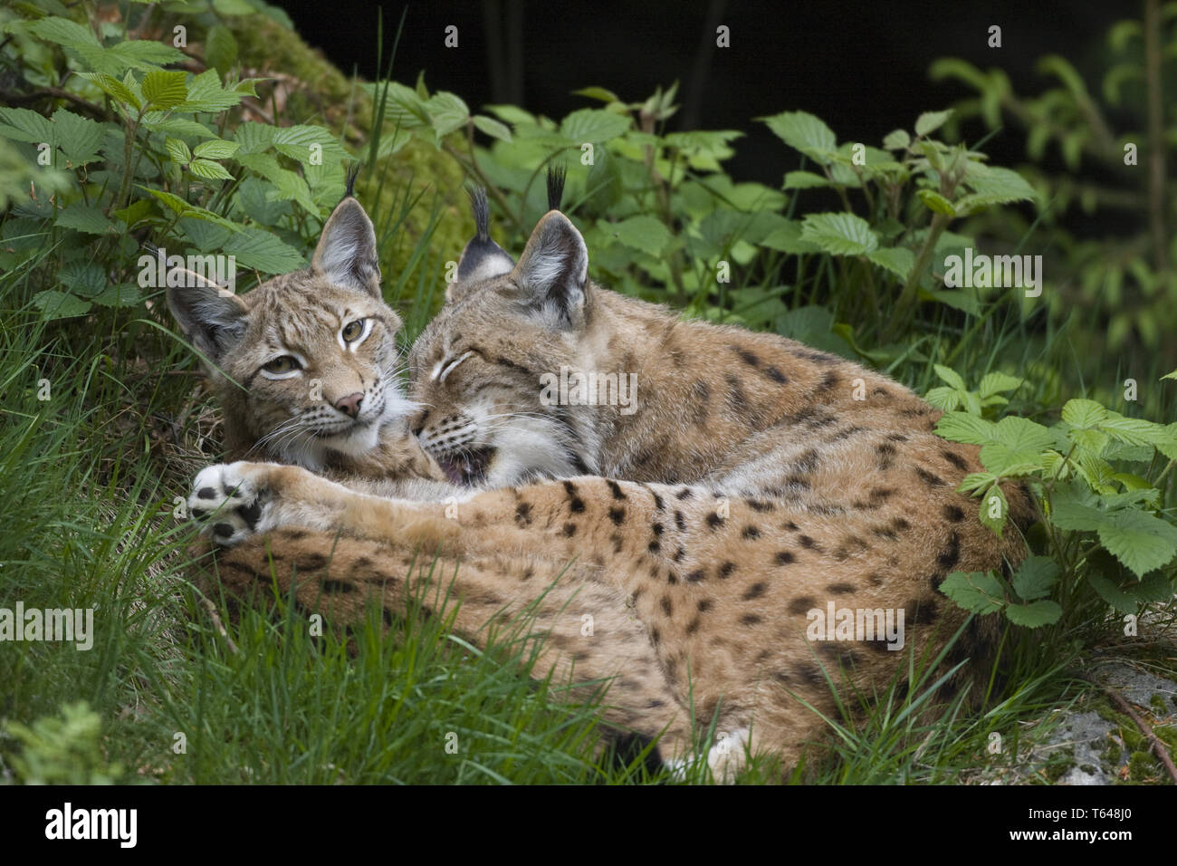 Felis Lynx, European Lynx, Bavarian National Park, Germany Stock Photo