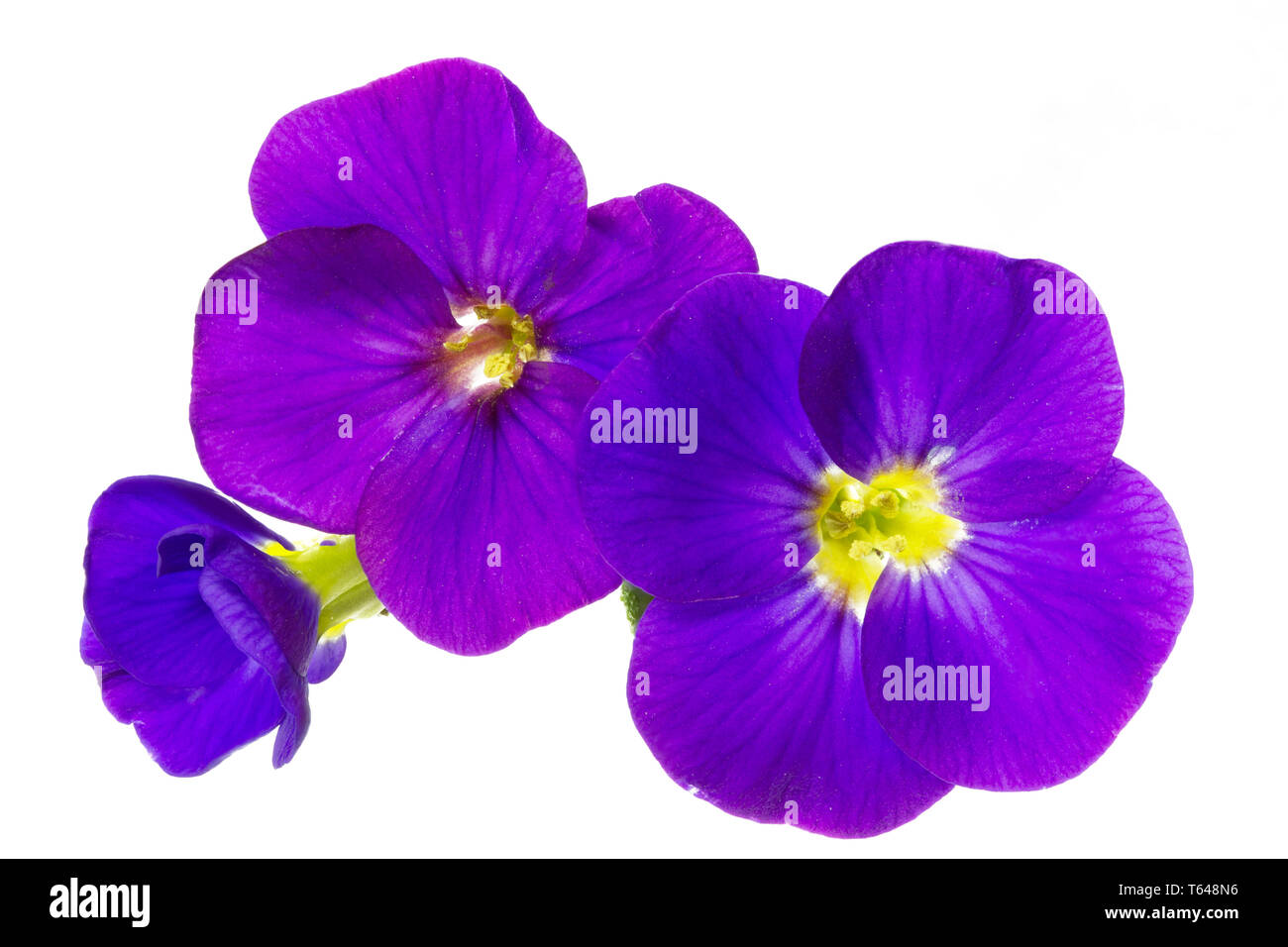 lilacbush, Aubrieta deltoidea, also called purple rock cress Stock Photo