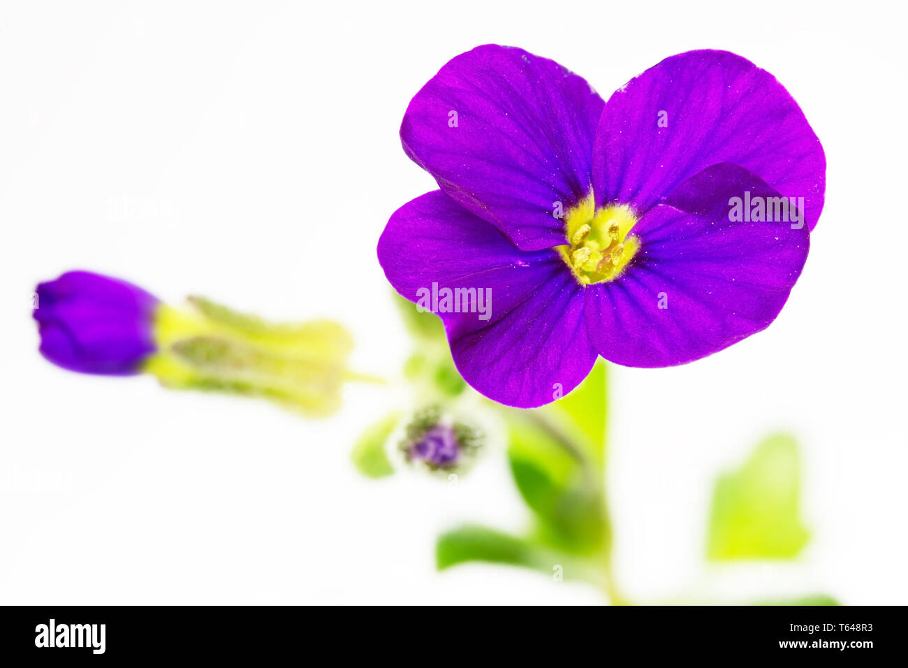 lilacbush, Aubrieta deltoidea, also called purple rock cress Stock Photo